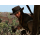 PlayStation Red Dead Redemption - 1533882 - zdjęcie 2